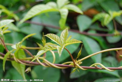 藤本莖植物有哪些|藤本植物